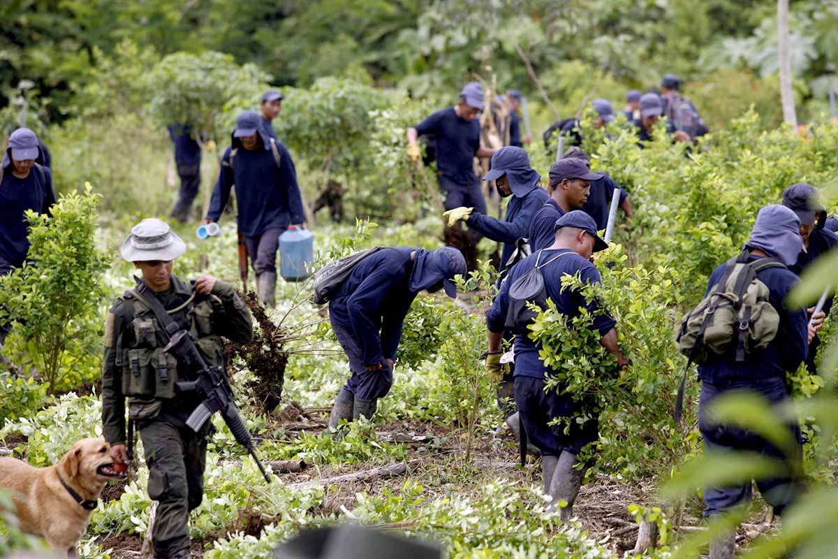 Coca en Colombia