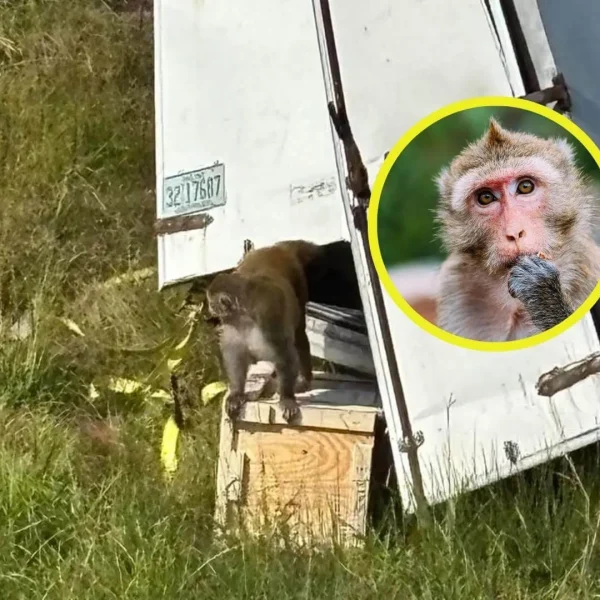 Monos Rhesus: El Escape Inusual en Mississippi