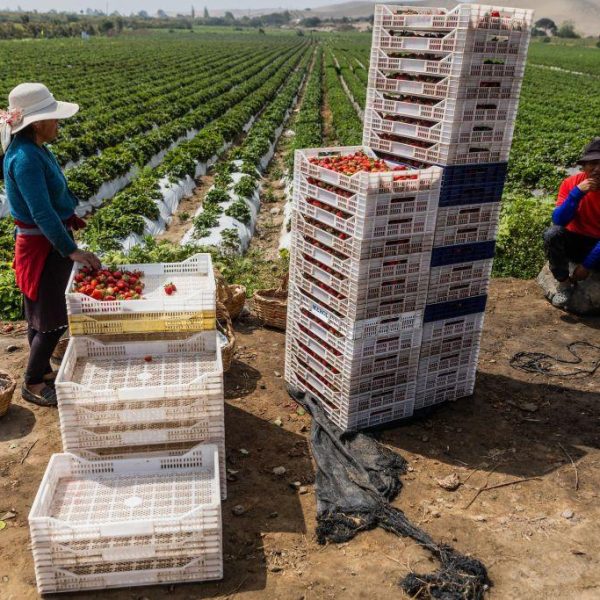Agroexportación en Perú: Un Boom Agrícola Sostenible