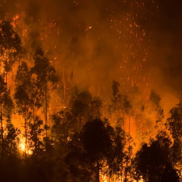 Incendios Forestales en Chile: 20 Víctimas y Crisis en Biobío