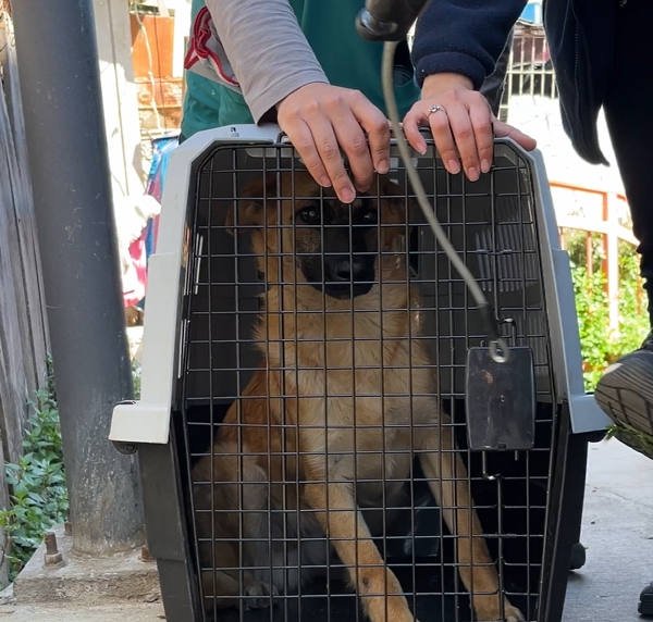 Prohibición de carne de perro en Corea del Sur: El fin de una tradición